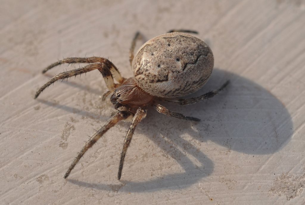 Larinioides sp., femmina - Punta Sabbioni (VE)